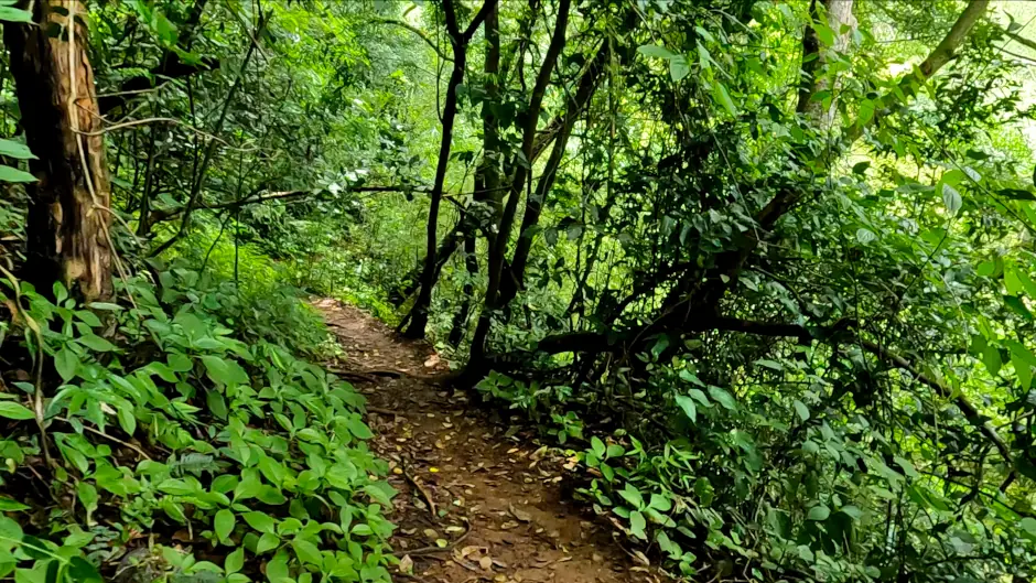 trail in costa rica forest