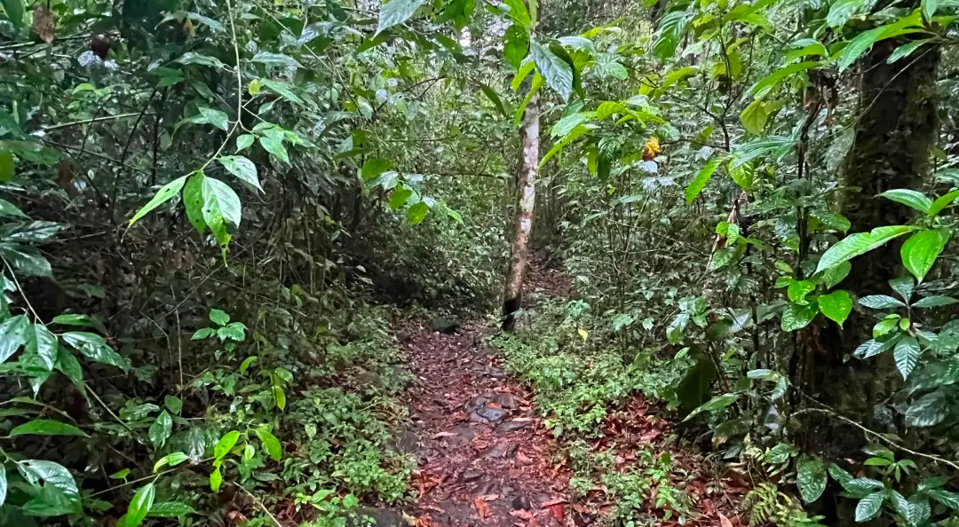 bosque lluvioso en coto brus costa rica