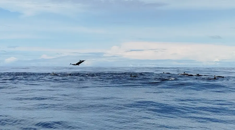 cardumen de peces sobre la superficie del mar