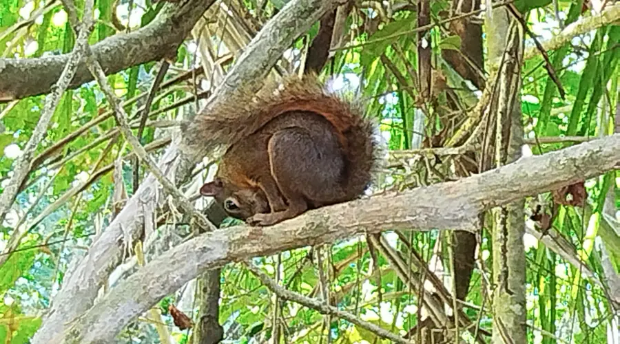 squirrel at tree